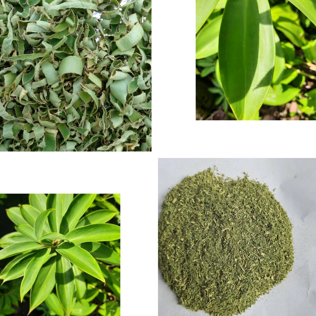 INSULIN PLANT THEBU Powder Ayurvedic Leaf (Costus Igneus) Diabetic Tea ...