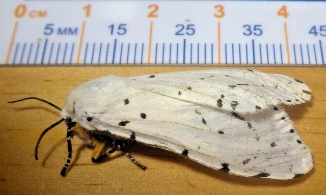 Salt Marsh Tiger Moth Estigmene acrea Erebidae Arctiinae Lepidoptera SE TX D22