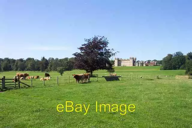 Photo 6x4 Cattle grazing on the pastures below Floors Castle. Kelso The R c2004