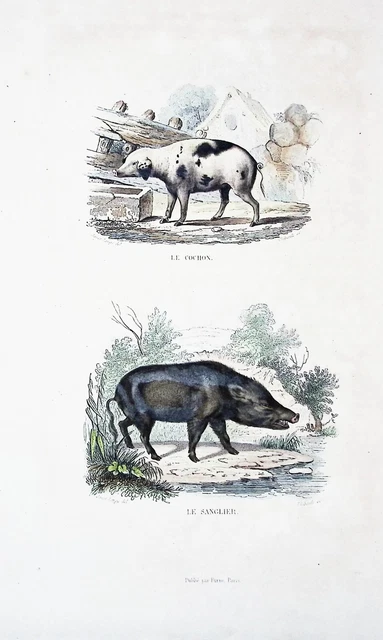 Lithographie Colorise A La  Main Tire De Buffon 1834 Le Cochon Et Le Sanglier