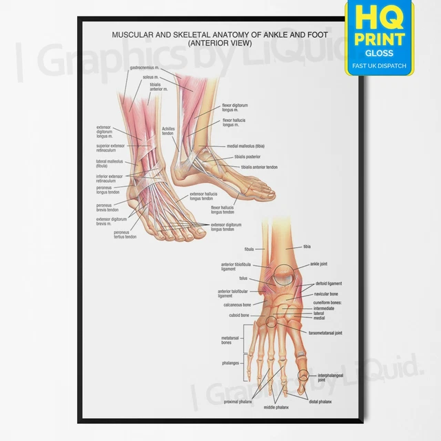 ANATOMY OF FOOT AND ANKLE Anatomical Educational Decor Poster A4 £2