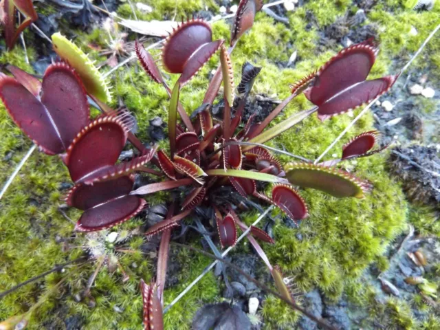 2023-120 Venus Flytrap, Dionaea seeds Red sawtooth, buttcheeks, purple haze,cudo