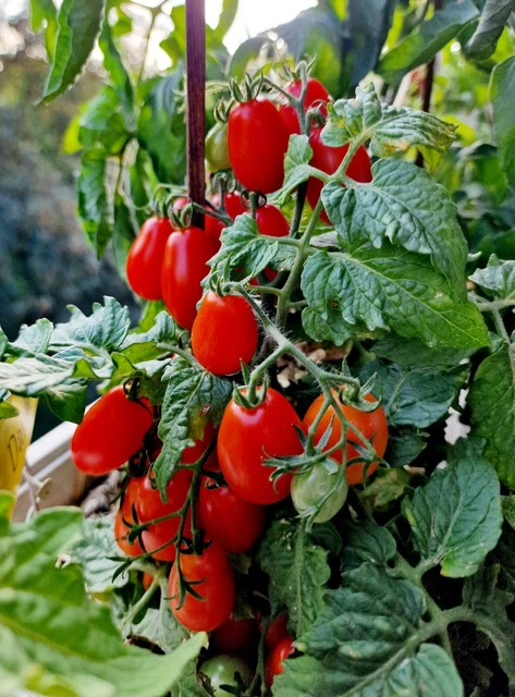 QUESTO COMPOSTO TIENE IN VITA POMODORI, PEPERONI, MELANZANE E CIPOLLE
