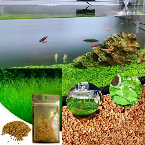 5/10g Aquarium Plant Seeds Aquatic Hairy Grass Carpet Water Grass Fish Tank CA 2