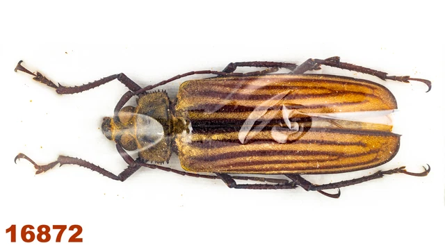 Cerambycidae: Xixuthrus sp.   A1, 52 mm , 1 pc
