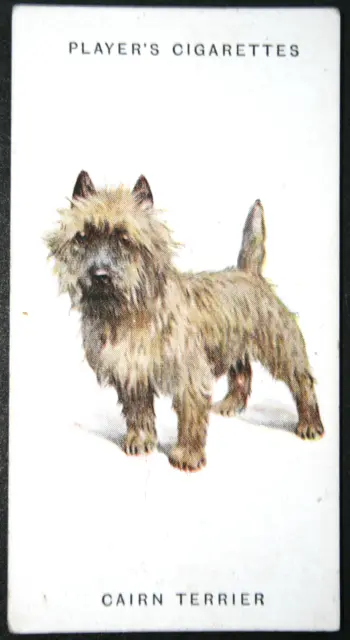 CAIRN TERRIER  Vintage 1931 Illustrated Dog Card  CD05M