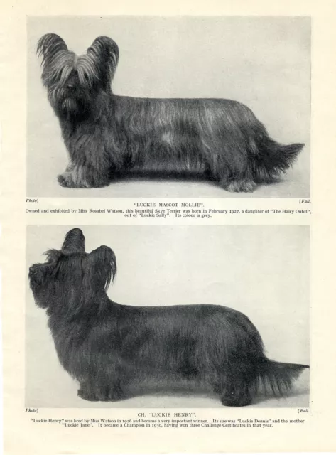 Skye Terrier Two Named Dogs One A Champion Old 1934 Dog Print