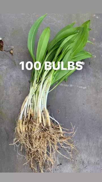 100 x Wild Garlic Bulbs. Organic. PLANT NOW!  Plastic Free Packaging