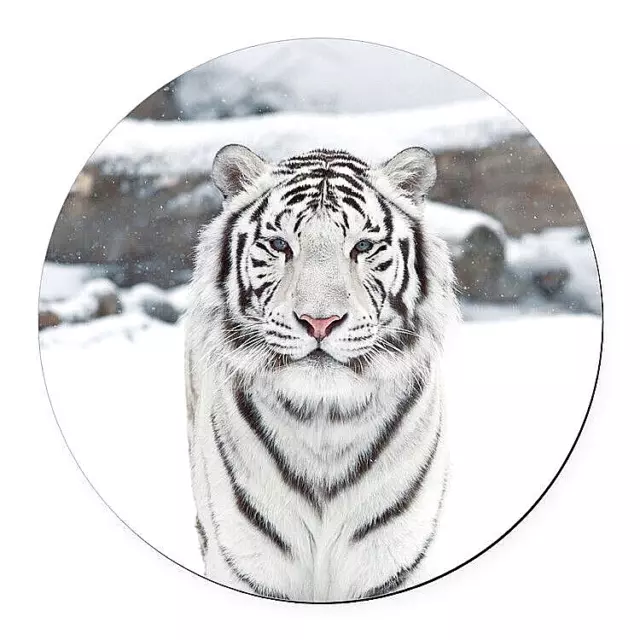 WHITE TIGER CAT ANIMAL Pendant Charm On 20" Chain 925 Sterling Silver Necklace