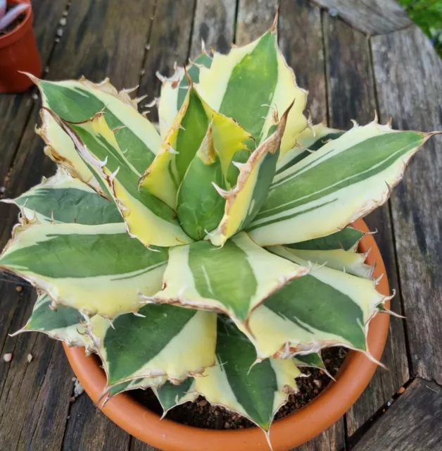 Agave Titanota SNAGGLE TOOTH -Variegated cactus & succulent -beige 2