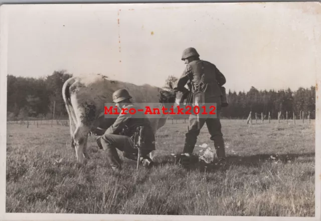 Foto, Wk2, Soldaten beim Beute Kuh melken in Frankreich 1940 (N)50953