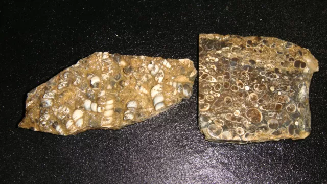 Old Turritella Agate Slab And End Cut    286  Grams    Wyoming