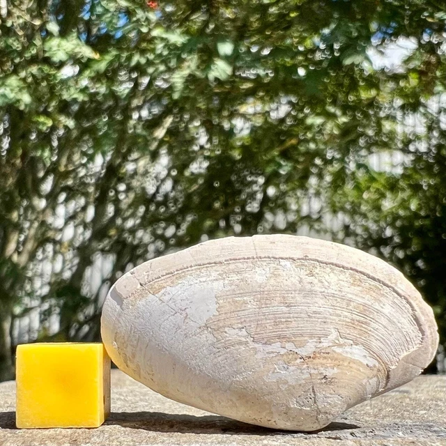 Bivalve fossil - pliocene period, indonesia