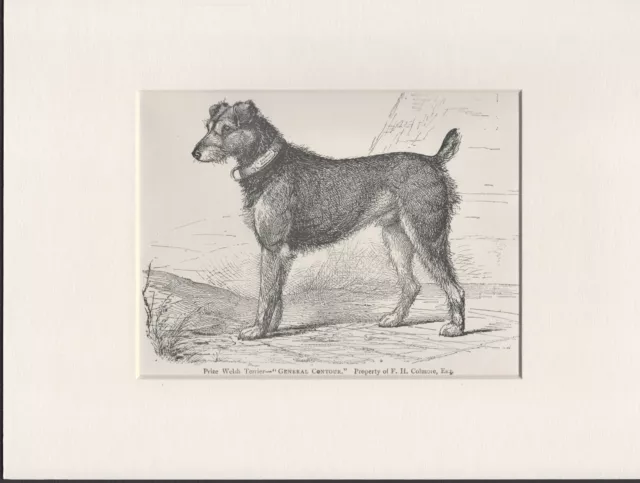 Welsh Terrier Old Antique 1887 Named Dog Print Engraving Ready Mounted