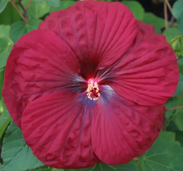 VINTAGE WINE Hardy Hibiscus -- Plant in 4.5" pot