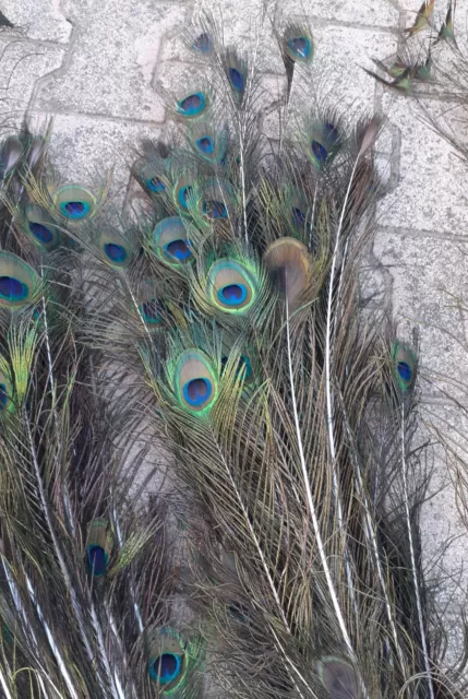 taxidermie taxidermy plumes paon lot de 100