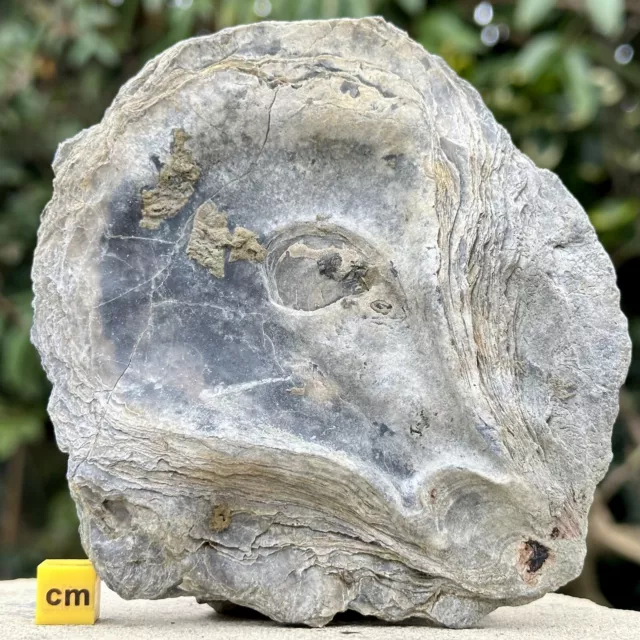 Rare giant oyster fossil from dorset: british collection for stunning display!