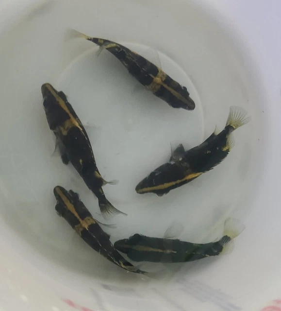 Live Indonesian Tiger Datnoid (4" Freshwater Aquarium Fish) *PLS READ DESCR* 11