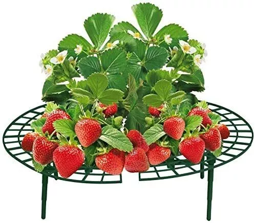 Set Erdbeerreifer  Frucht- und Gemüsereifer  grün  Für Gemüse, Salat Erdbeeren