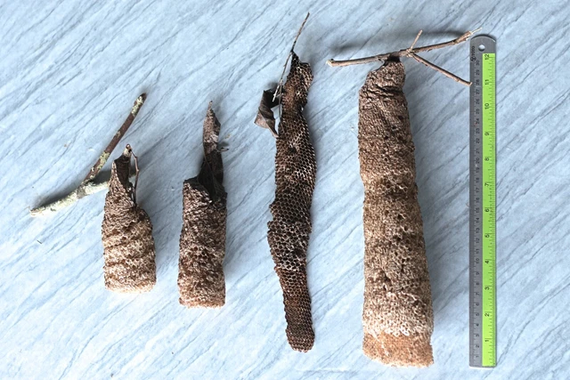 Cylindrical Real Hornet Nest Paper Wasp Taxidermy, Science Fair Prop Rare item
