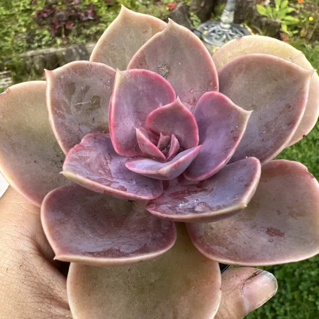 Echeveria Perle von Nurnberg Pink/rosy Color 5cm Pot Easy Care Succulent limited