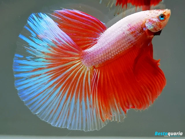 Premium Live Betta Fish l Male Halfmoon Grizzle Orange Dragon
