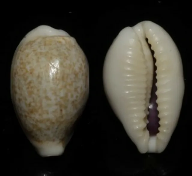 Seashells Cypraea dayritiana COWRY SNAIL 18.5mm F+++/GEM Superb Marine Specimen
