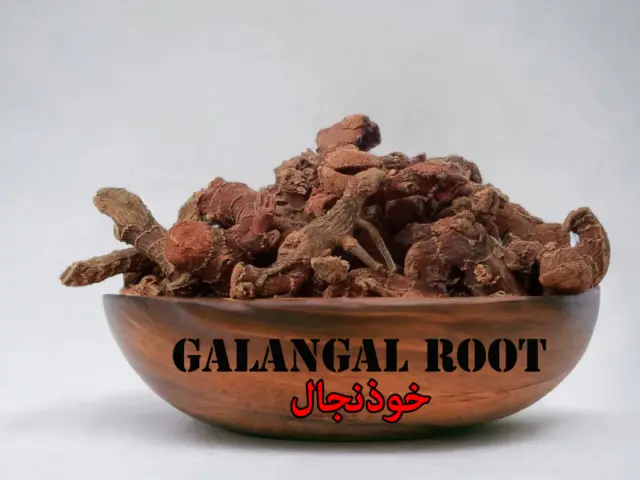 Racine de galanga séchées | خولنجان | Alpinia Galanga | | خوذنجال | Kulanjan