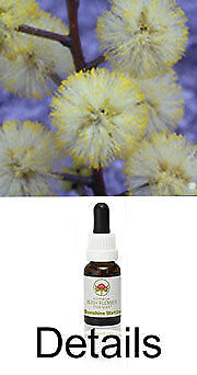 SUNSHINE WATTLE flores arbustivas Australian Bush Flower Essences / Love Remedies