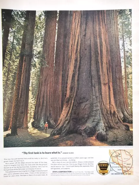 PRINT AD Ethyl Corporation 1963 10.5x13 Sequoia National Park Giant Trees