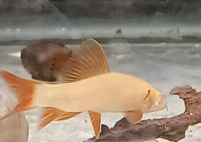 1 ALBINO RAINBOW(shark) CATFISH LIVE AQUARIUM FISH ACTIVE SMALL SCAVENGER