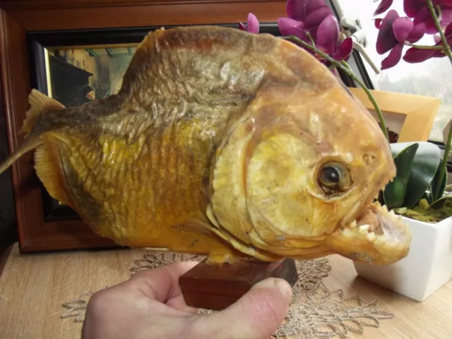 Real Piranha Fish Taxidermy