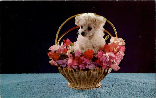 Adorable Miniature French Poodle in Flower Basket Vintage Postcard *PC0352