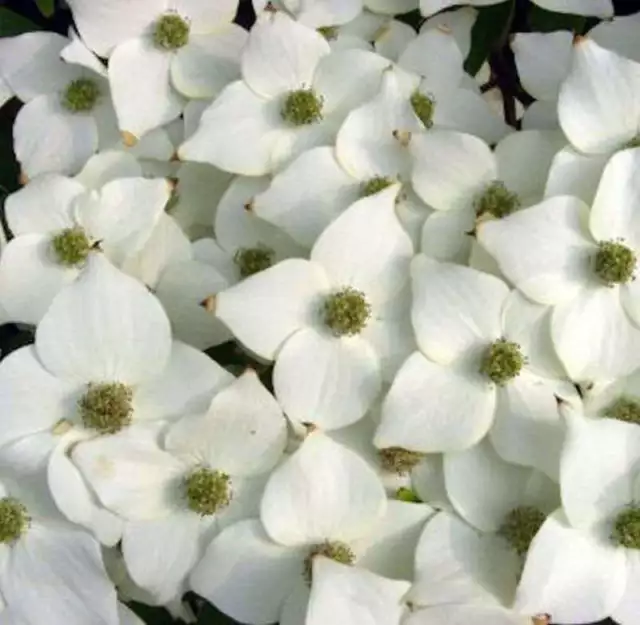 Japanischer Blumenhartriegel Milky Way 40-60cm - Cornus kousa