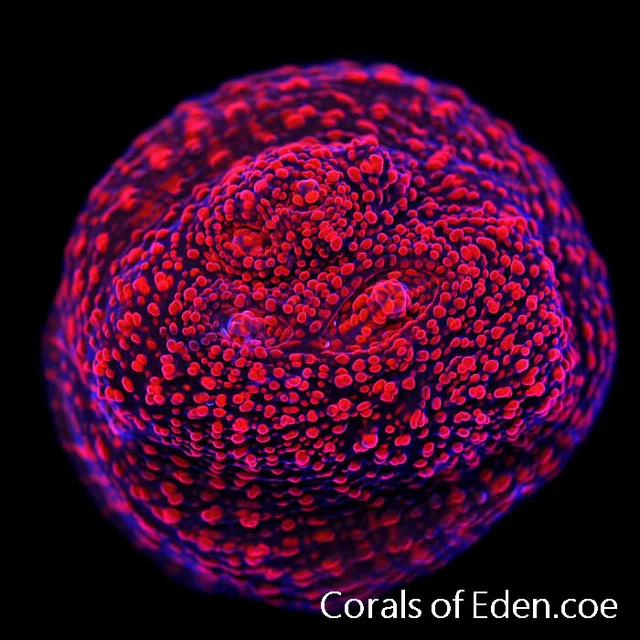 CORALS OF EDEN ~ Pomegranate Chalice Coral Frag - Live Coral for Sale~ LPS ~ SPS
