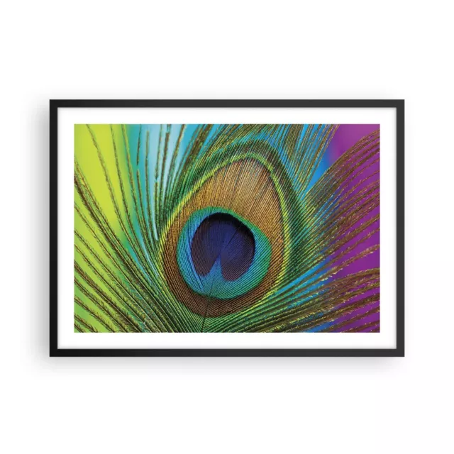 Cuadro Poster de Pared 70x50cm P�ster Marco Pavos Reales Pluma Arco Iris Art