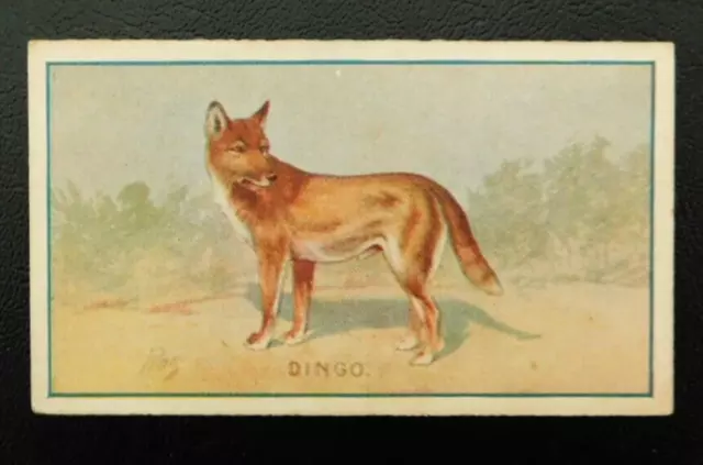 1910 Sniders & Abrahams Australia Cigarette Card Animals & Birds Dingo