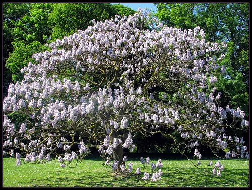 40 graines d'  ARBRE IMPERIAL(Paulownia Tomentosa)G92 EMPRESS TREE SEEDS SEMILLA