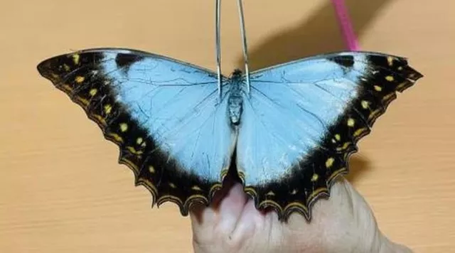 NYMPHALIDAE/Satyrinae Morpho Theseus juturna,  female rare!  N°31    FROM PERU