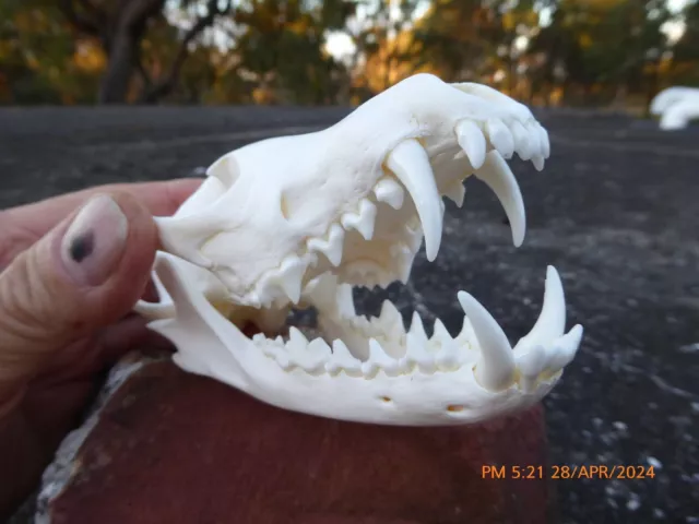 NEW...... Australian Red Fox Skull Taxidermy Real bone teeth collectable