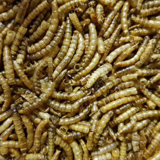 Dried Mealworms Premium Wild Bird Food Large Worms Natural Snacks