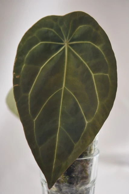 ANTHURIUM VELVET MASK X X Red Crystallinum X Besseae Hybrid Seedling Rare  Aroid 19.89 - PicClick UK