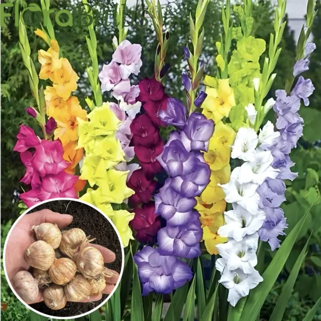 Gladioli bulbs 40 Mixed Summer flowering Bulbs beautiful large flowering🌈