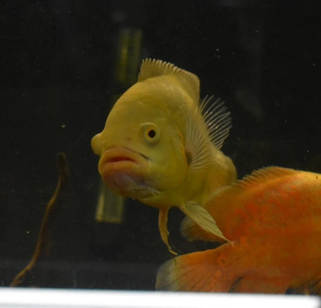 Live Lemon Oscar Cichlid (6" Large Freshwater Aquarium Fish) *PLS READ DESCR* 5