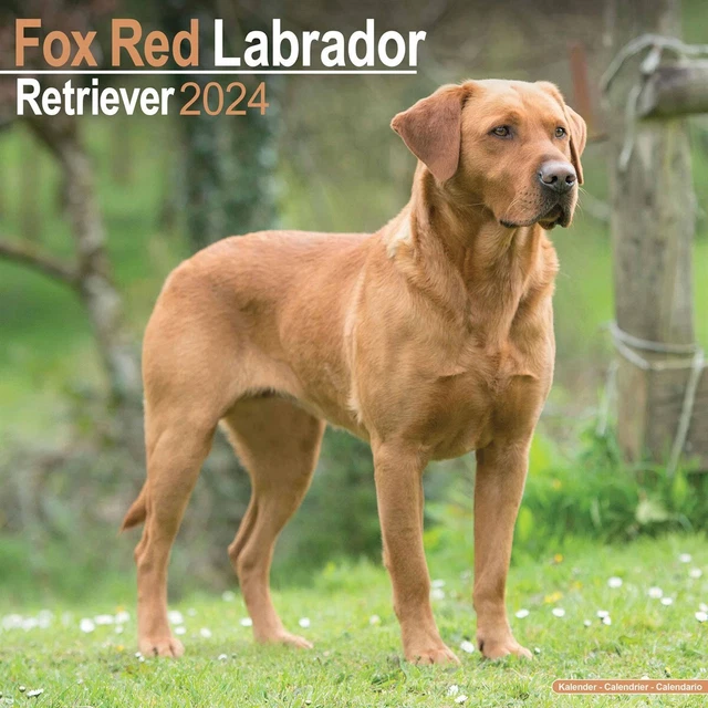 FOX RED LABRADOR Retriever Calendar 2024 Dogs Month To View £8.48