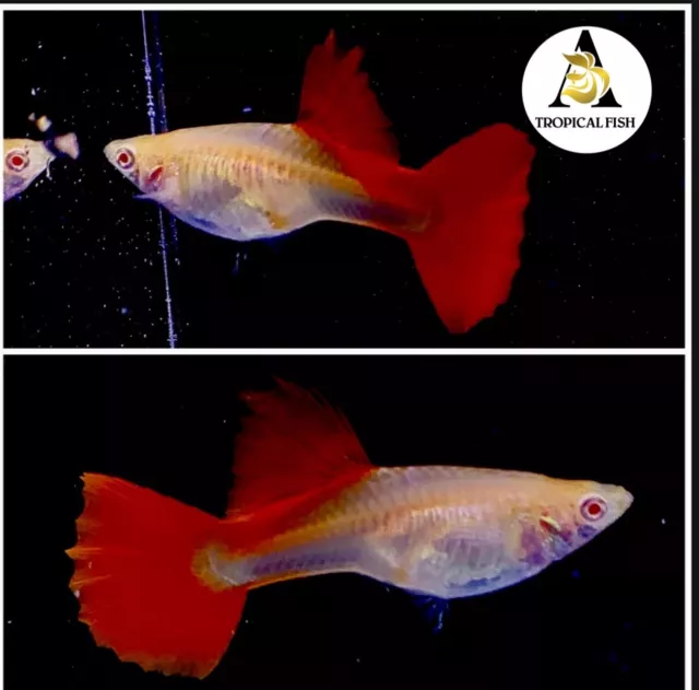 2x Female -  Albino Full Red Guppy Live Fish High Quality  Grate A+++