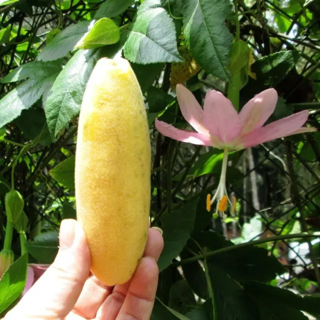 5 X Rare Banana Passionfruit Seeds-Sweet Juicy Fruit-Vine-Climber-Fruit Tree