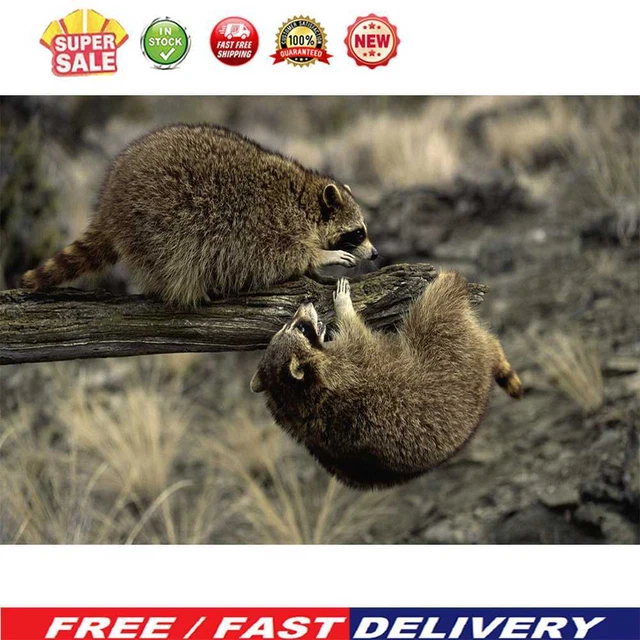 (DE5671) Kit de Pintura de Diamantes Animales Cuadrado Diamante Artesanía (DM142 Mapate)