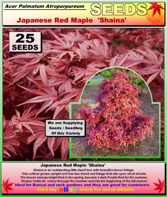 JAPANESE  MAPLE. Acer Palmatum Atropurpureum- SHAINA -25 x SEEDS
