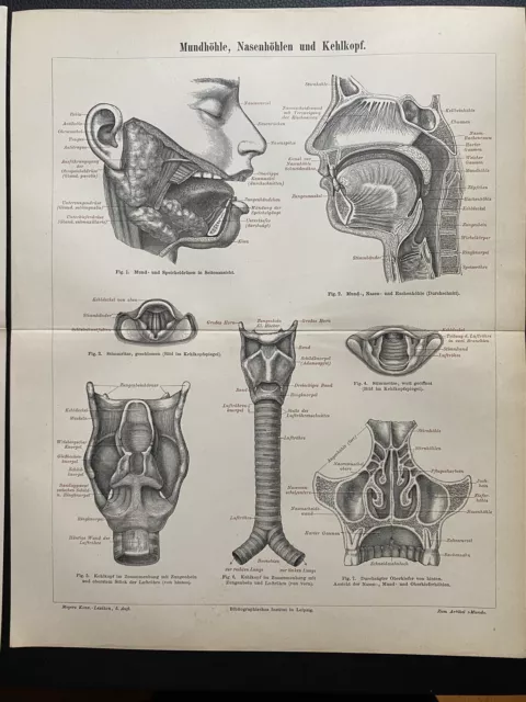 antike Grafik Medizin/Anatomie: 2 Grafiken Ohr, Mund, Nase & Kehlkopf 1900 2